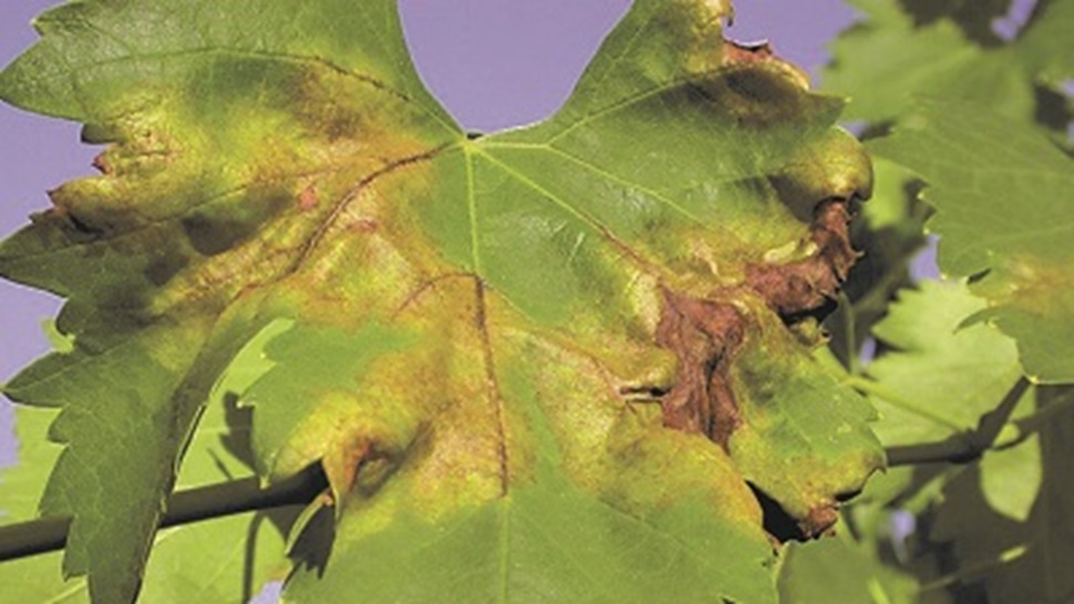 Bayer Crop Science | Vite, peronospora al tappeto se si gioca d'anticipo