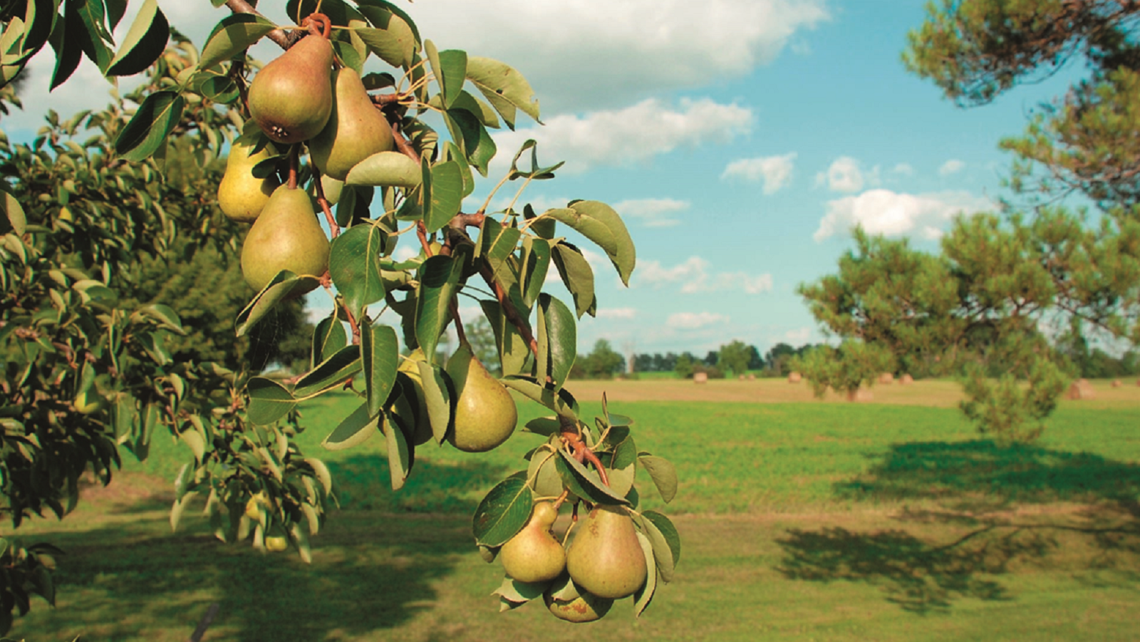 Sivanto Prime difesa del pero