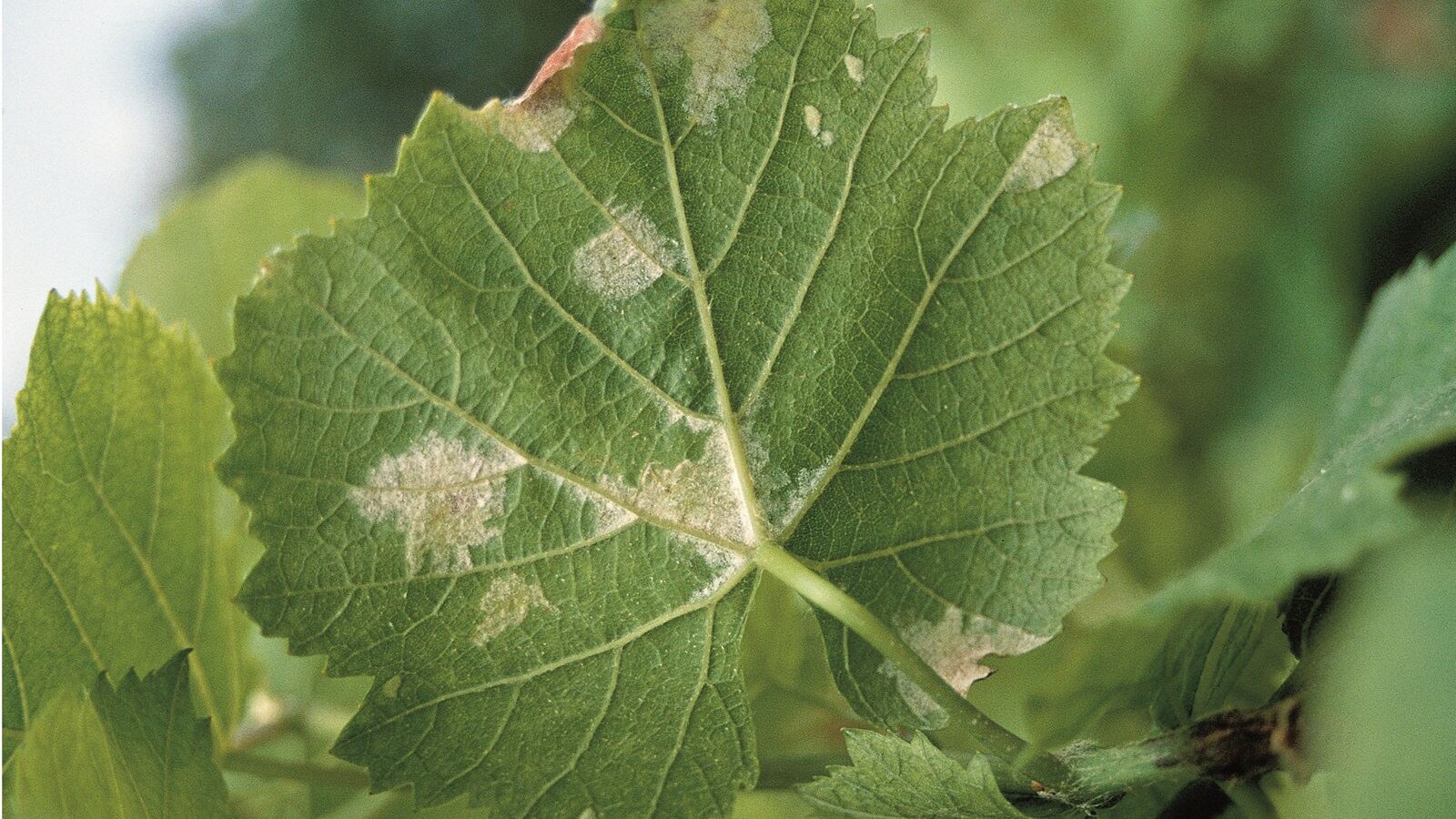 Peronospora della vite