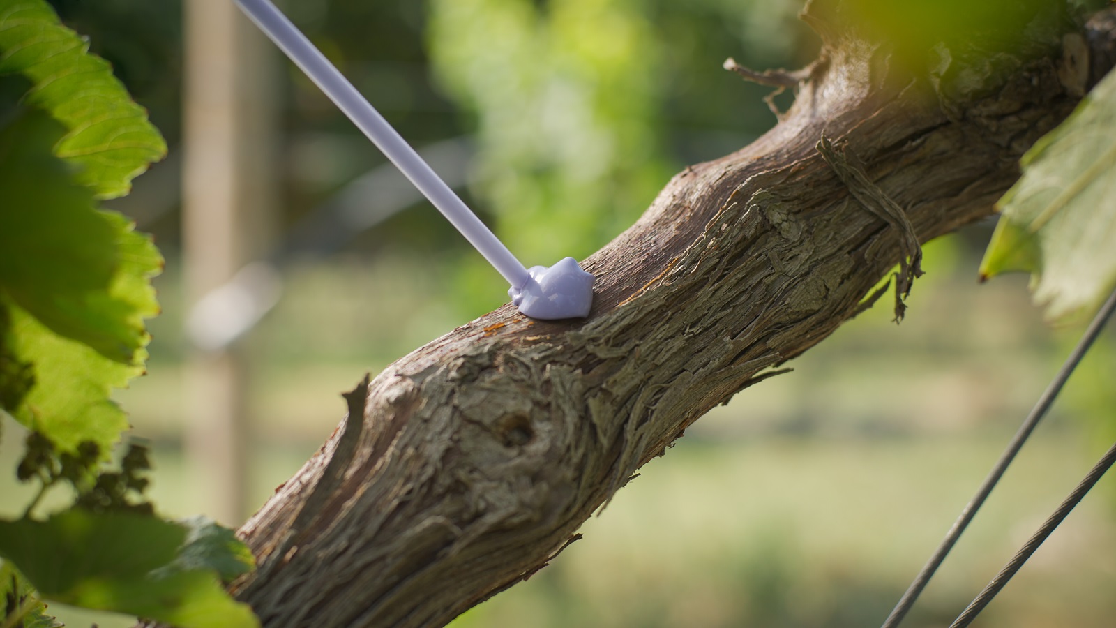 Vynyty Lobesia Pro Press