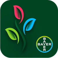 APP Colti-Bayer