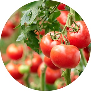 Pomodoro