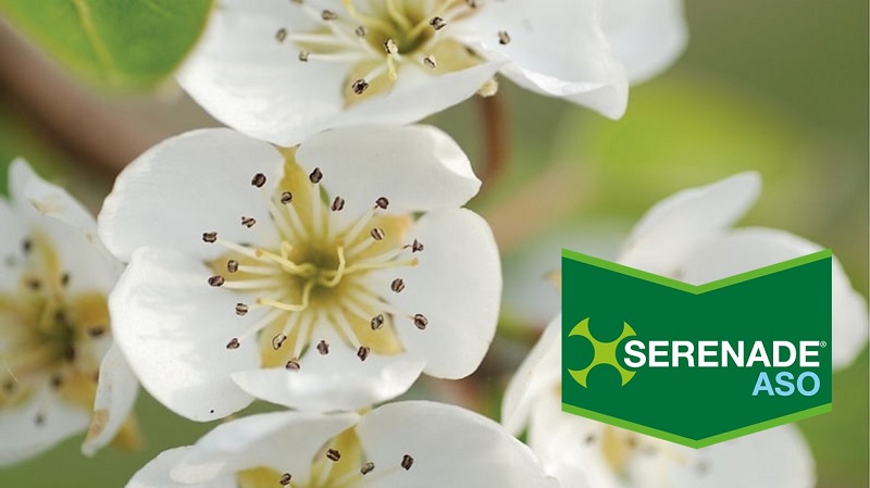 Serenade Aso Frutticole