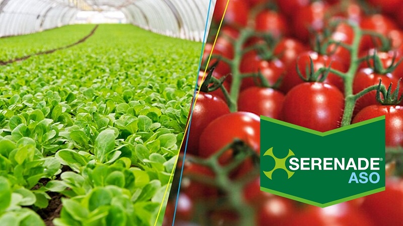 Serenade Aso Orticole