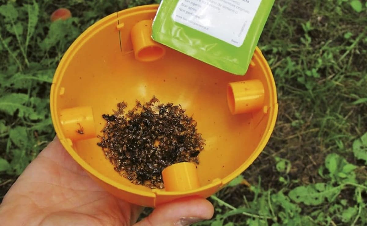 mosca della frutta in trappola