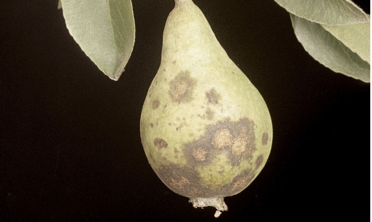 ticchiolatura del pero