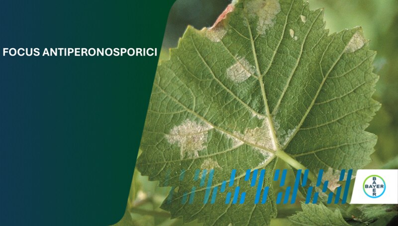 Rubrica Antiperonosporici