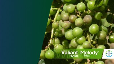 terzo articolo antiperonosporici