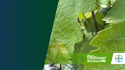 quarto articolo antiperonosporici