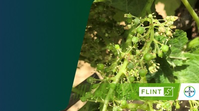 Oidio vite accrescimento