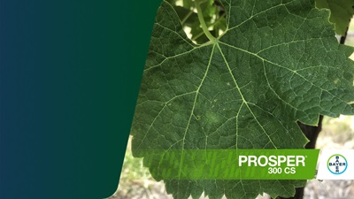 primo articolo antioidici