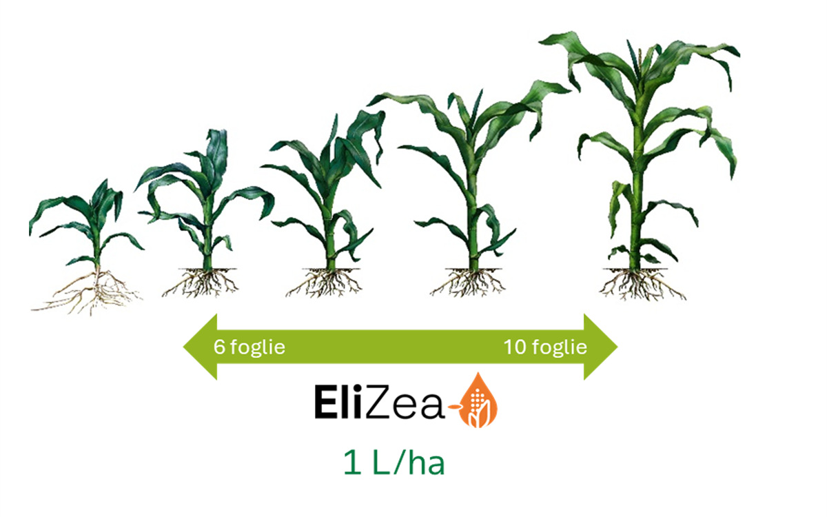 elizea
