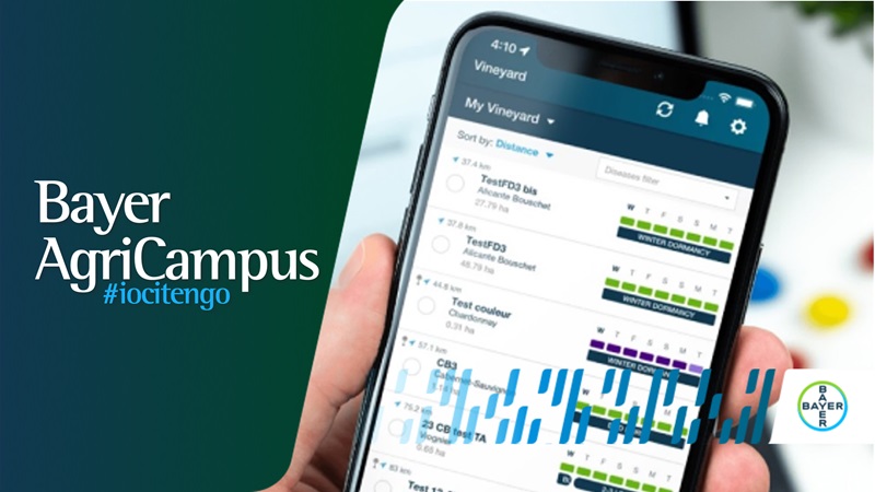 DSS Peronospora vite