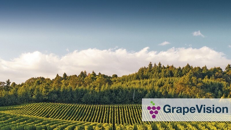 GrapeVision