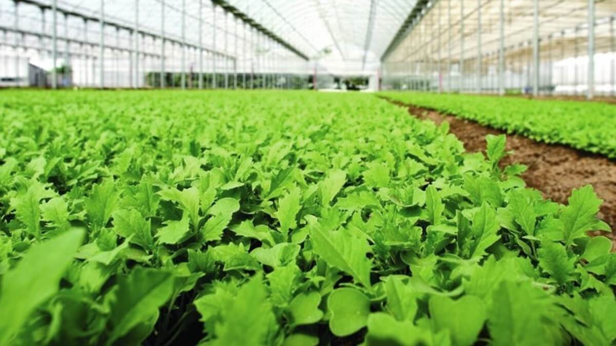 lattuga in serra
