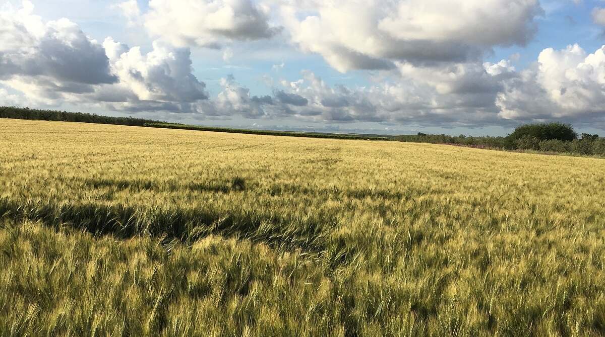 Difesa Biologica Grano