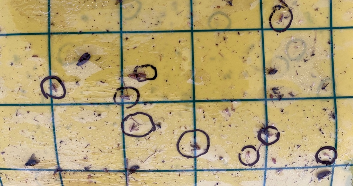 Monitoraggio scafoideo