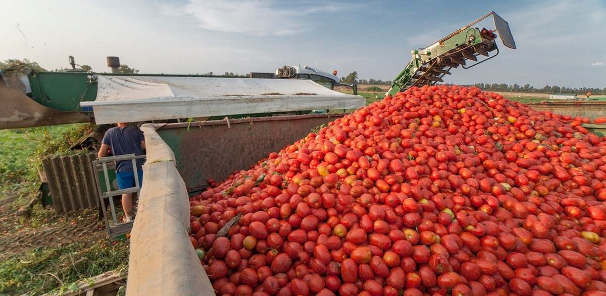 Pomodoro da industria