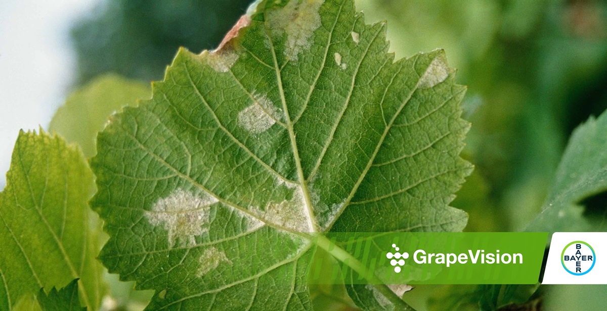 Peronospora della vite