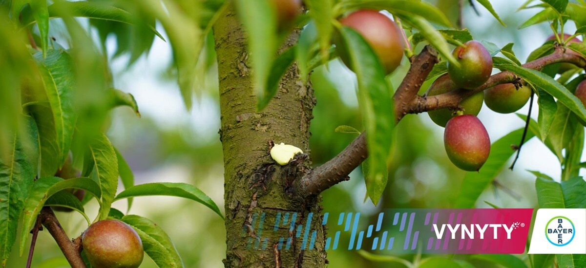 gel insetticida vynyty