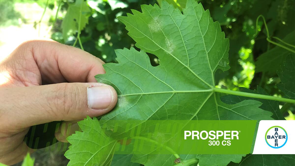 Difesa vite con Prosper 300