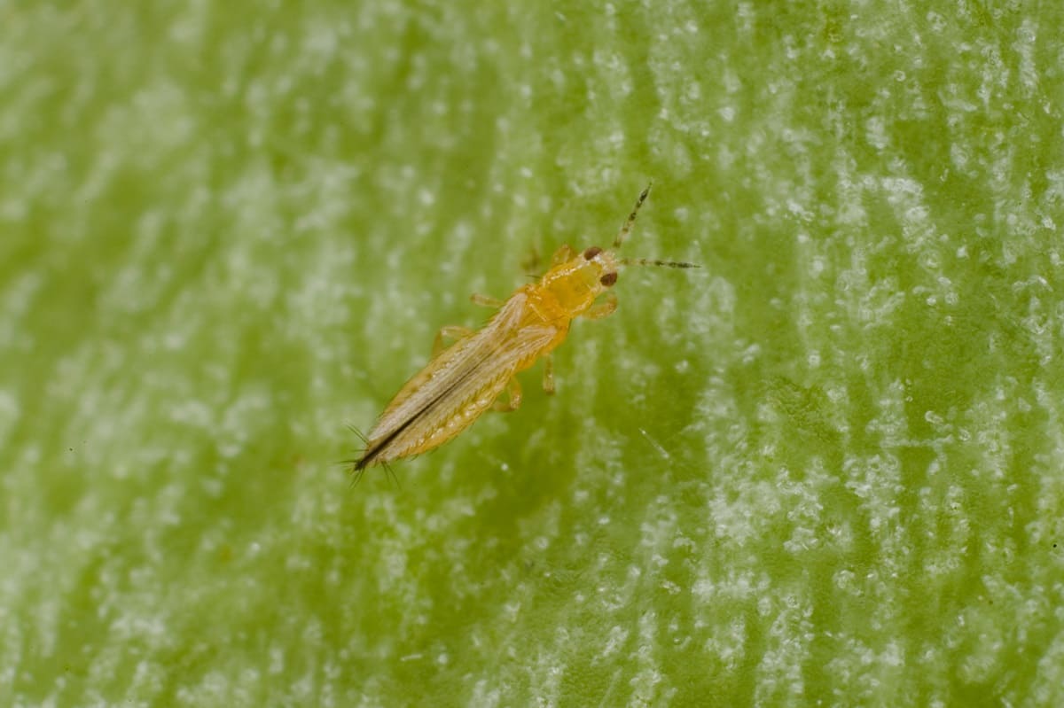 frankliniella