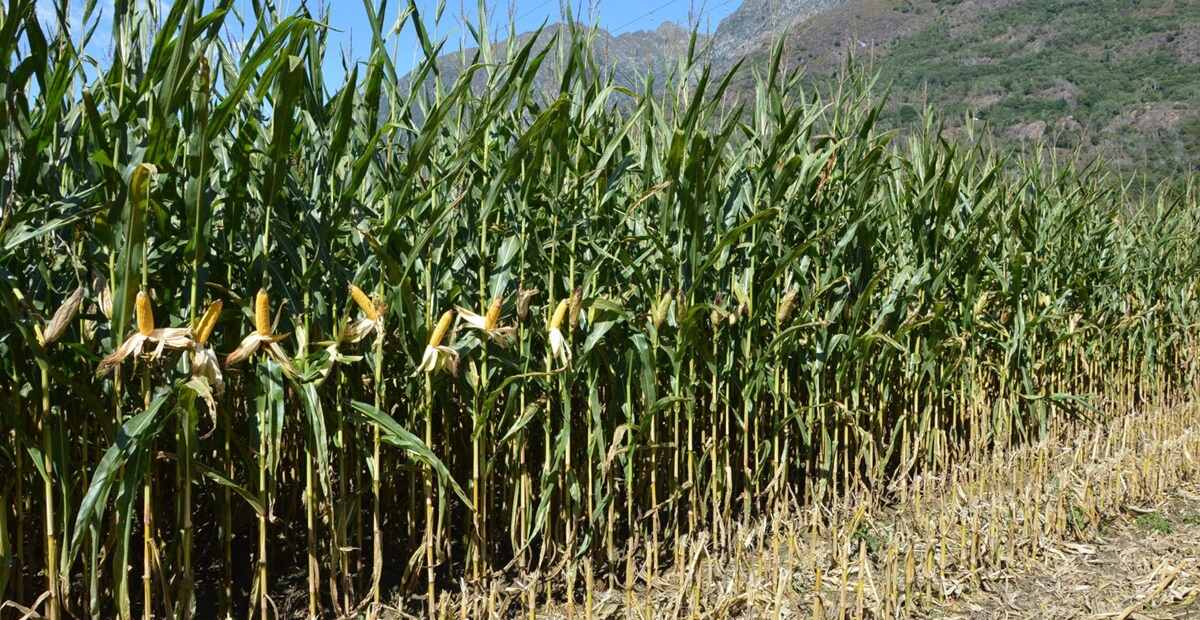 Mais Dekalb Silo Extra