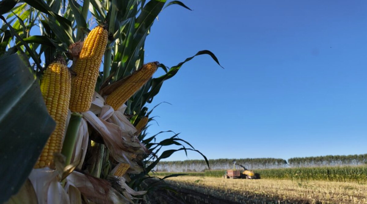 campo mais aziende agricole di