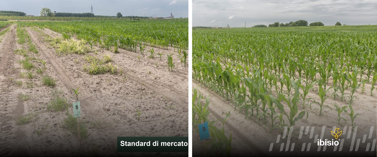 campo prova ibisio e standard di mercato