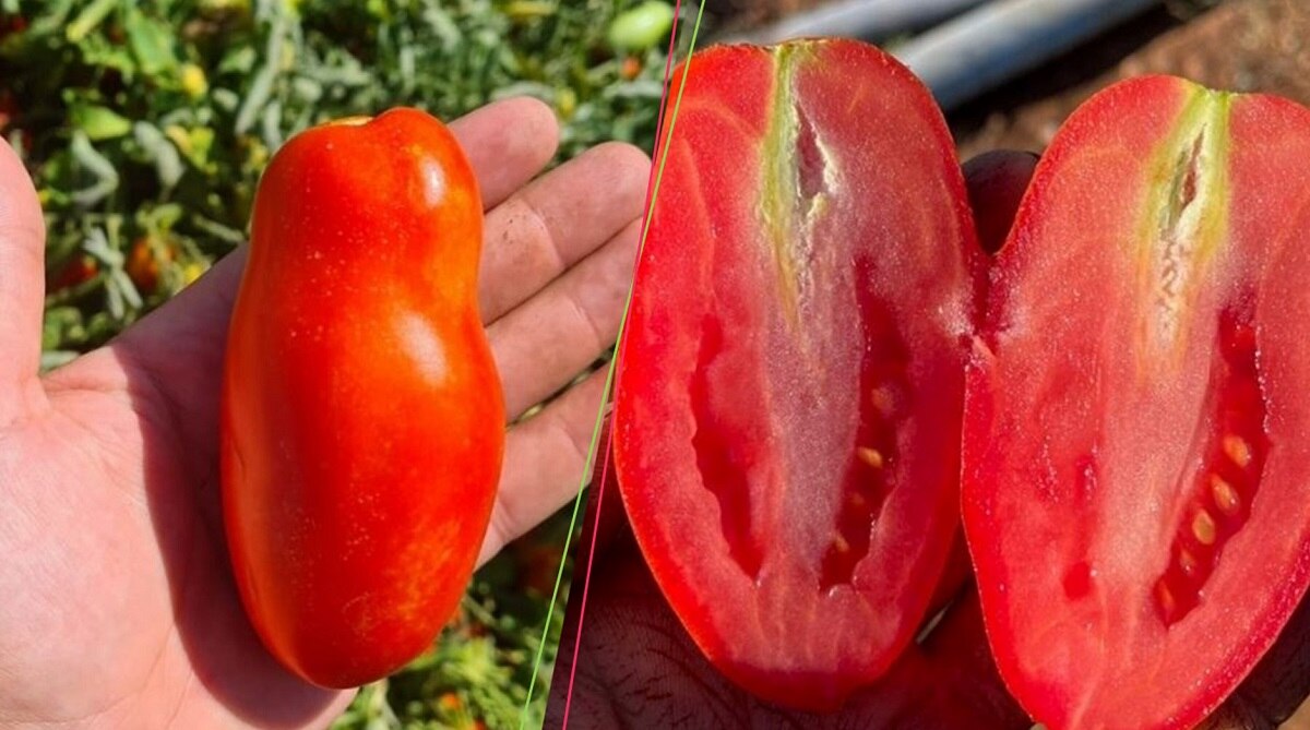 Varietà Eventus pomodoro