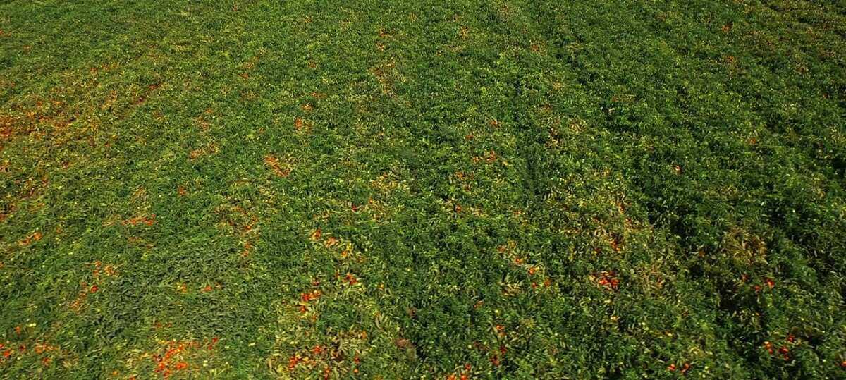 Campo pomodoro da industria