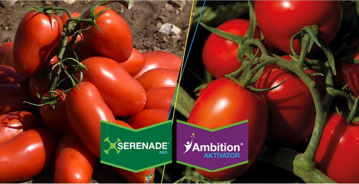 Pomodoro da industria prove