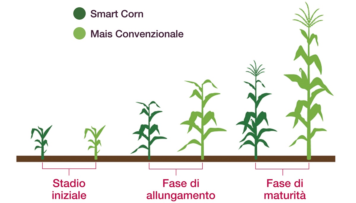 Smart corn altezza