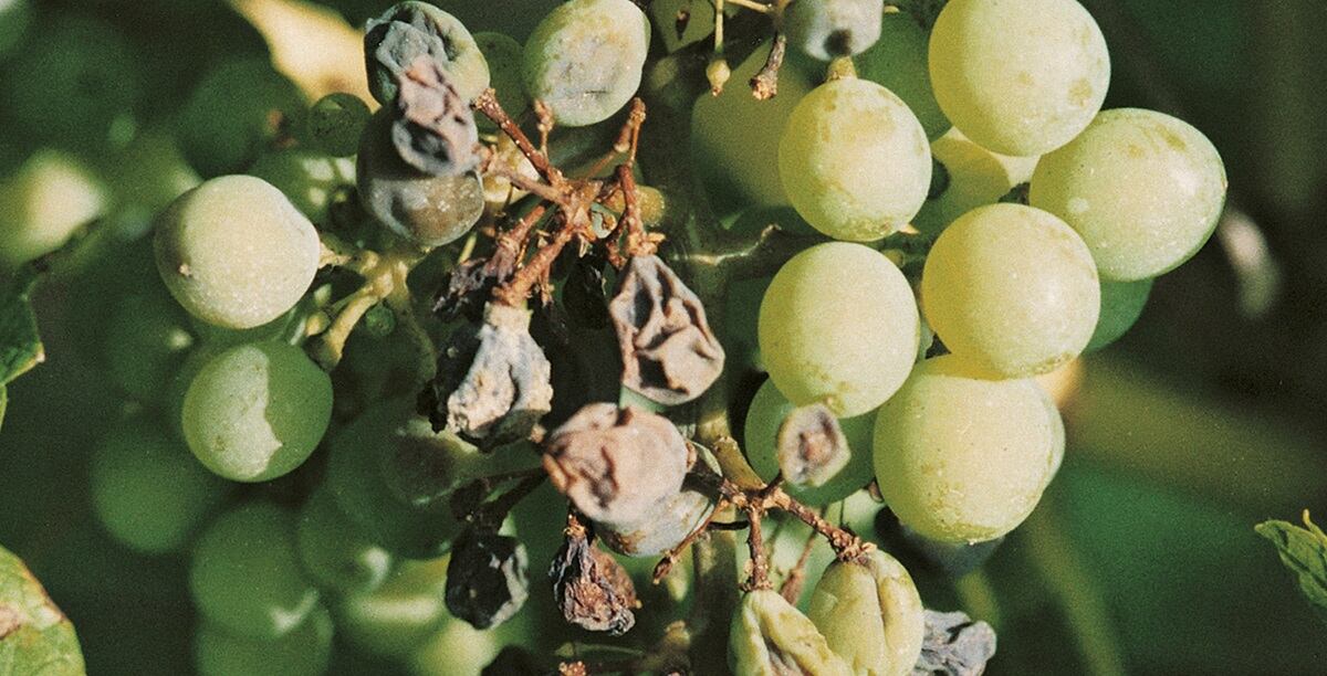 Peronospora della vite