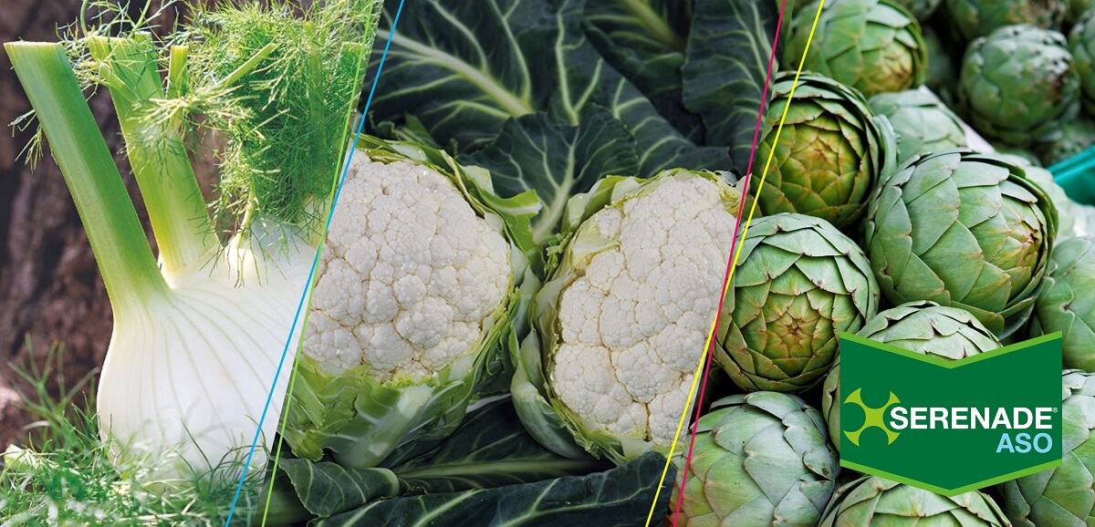 Orticole Serenade Aso