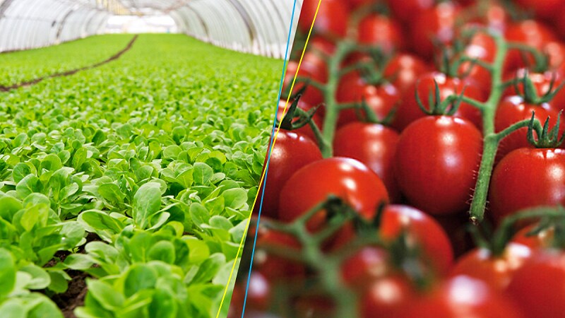 Serenade Aso vantaggi