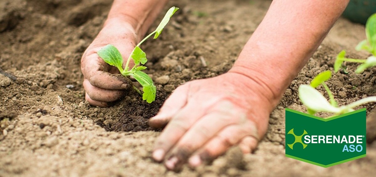 Serenade Aso pomodoro e insalata