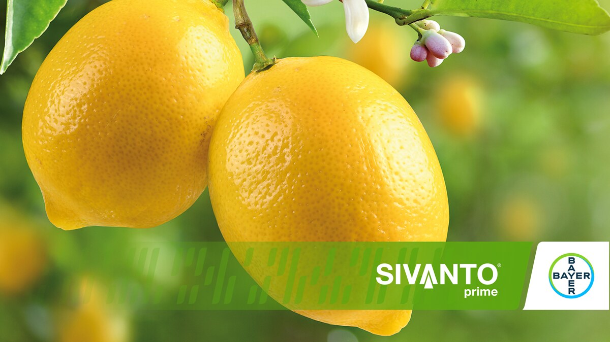 sivanto prime su agrumi