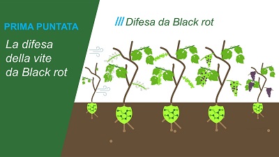 Bayer Crop Science Speciale Rubriche Vite difesa da Black rot e Botrite