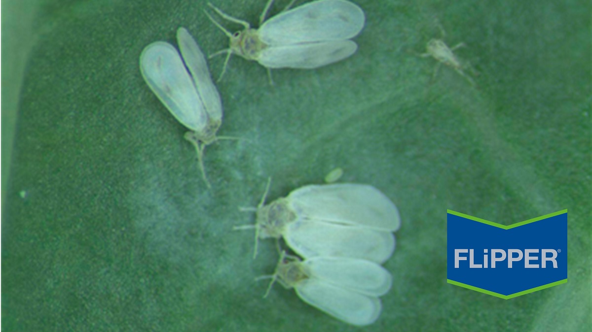 aleurodidi della frutta