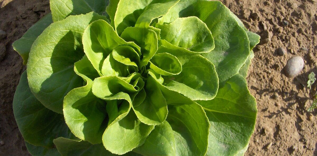 lattuga in pieno campo