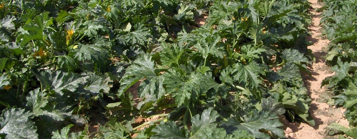 zucchino in pieno campo