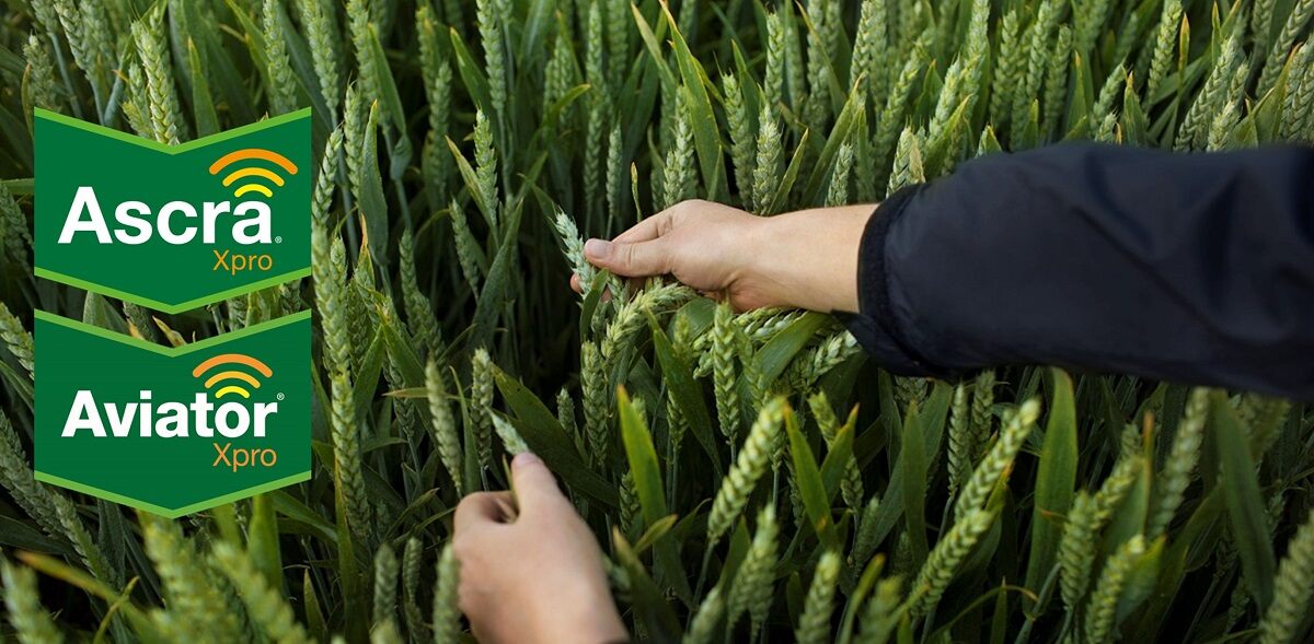 Ascra xpro e Aviator xpro