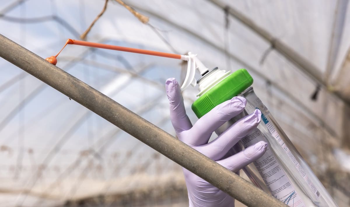 Applicazione Vynyty con Pheropump