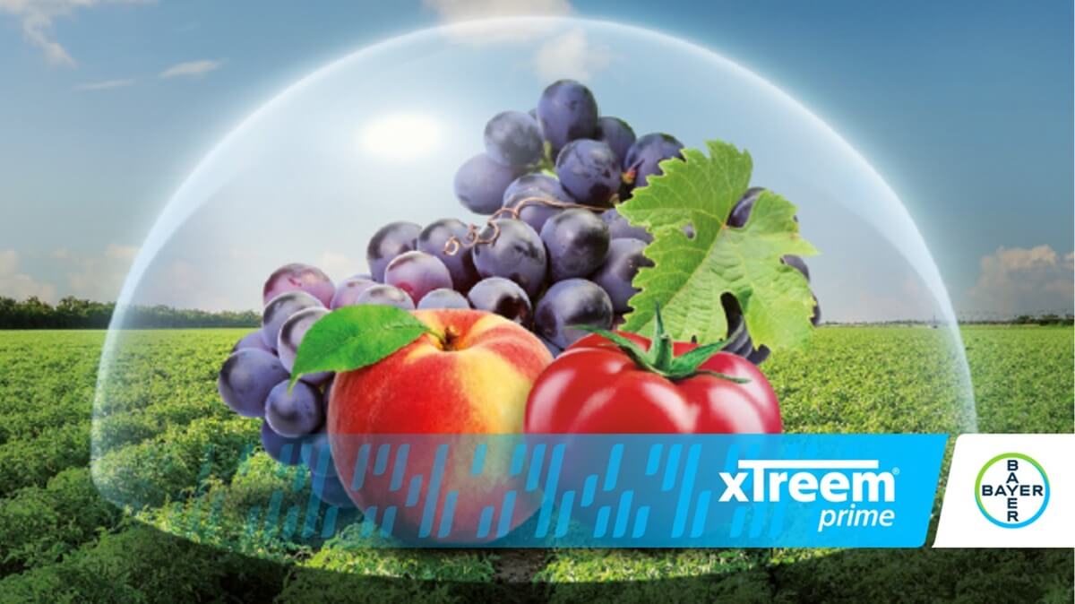 xtreem prime