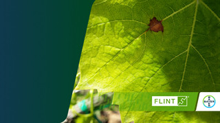 copertina articolo black rot