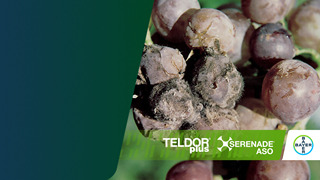 copertina articolo botrite