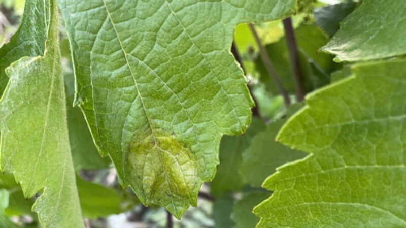 foglia con peronospora