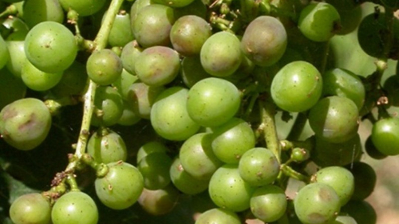 peronospora su grappolo