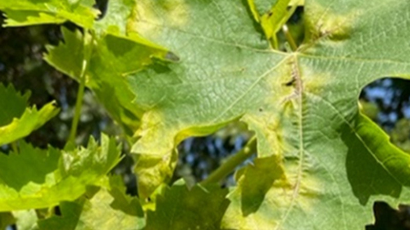 peronospora della vite